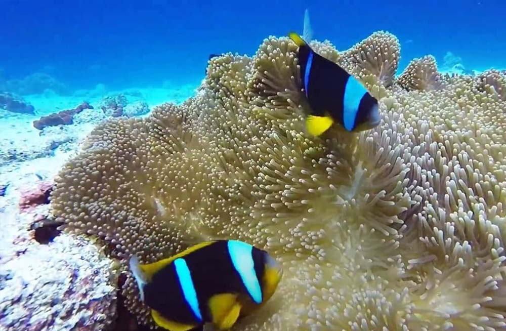 Mchanga Zanzibar - Snorkeling in Mnemba