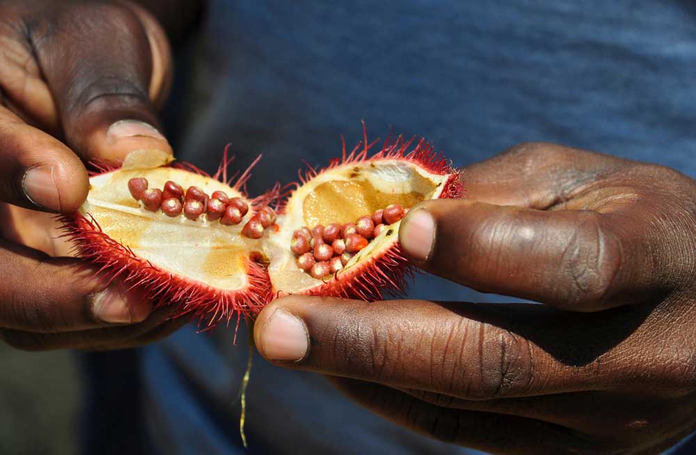 Mchanga Zanzibar - Spice tour